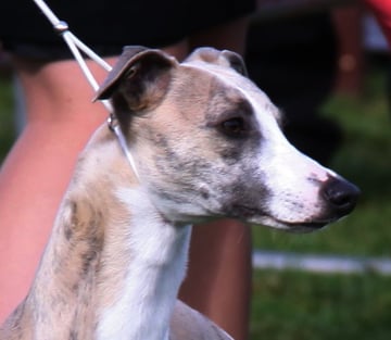 Parnew - Whippet Breeder - Launceston, TAS