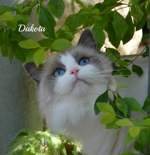 Softnsweet Ragdolls - Ragdoll Breeder - Gold Coast, Queensland