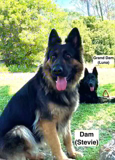 Dexland German Shepherds - Gold Coast, QLD