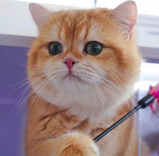 KITTYMELON CATTERY - BRITISH SHORTHAIR CAT BREEDER - KOGARAH, NSW