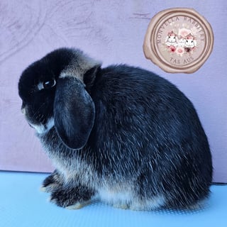 Monvella Rabbitry - Breeder & Exhibitor of Mini lop & Netherland Dwarf