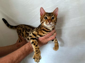 Lecruz Bengals - Bengal Cat Breeder - Sydney, NSW