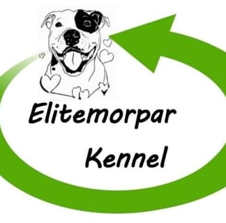 Elitemorpar Kennels - American Staffordshire Terrier Breeder - Blackwater, QLD