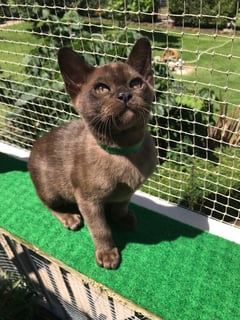 Kaoru Burmese Cat Breeder - Geelong, Victoria