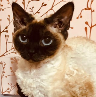 Figaro Devon Rex