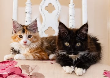 LillyBell Maine Coons - Maine Coon Cat Breeder - Toowoomba, QLD