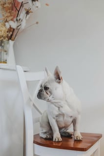 Penny French Bulldogs - French Bulldog Breeder - Warneet, VIC