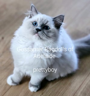 GOSSAMER RAGDOLLS  - Ragdoll Cat Breeder - Adelaide, SA 