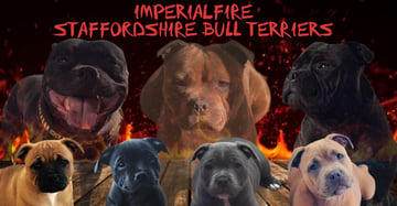 IMPERIALFIRE, STAFFORDSHIRE BULL TERRIERS, REGISTERED BREEDER ANKC, WA