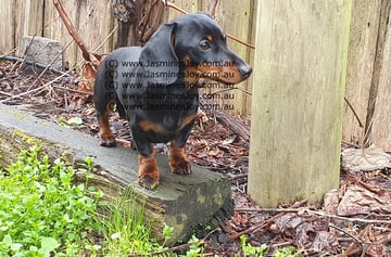 JasminesJoy - Miniture Dachshund Breeder - Launceston, TAS