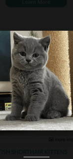 Shaylin British Shorthairs - Geelong, VIC