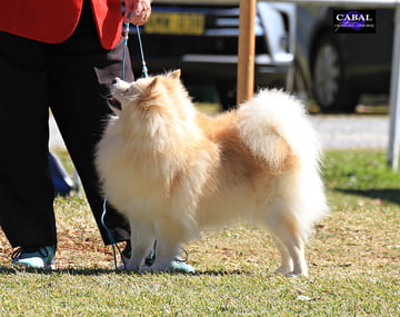 Vonleenard - German Spitz Mittel Breeder - Tarro, NSW