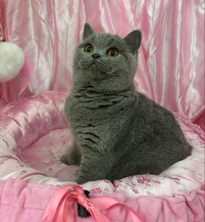 Kittykatz Cattery - British Shorthair Breeder -  Brisbane, QLD