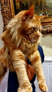 Lioncoon Maine Coon Cattery