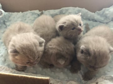 Britalulu Cattery - British Shorthair Breeder - Hunter Valley, NSW