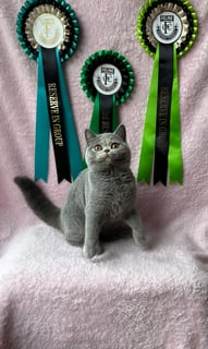 Clique Cattery - Pedigree British Shorthair Breeder 