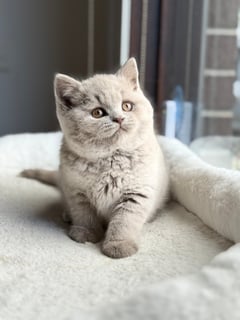 Clique Cattery - Pedigree British Shorthair Breeder 