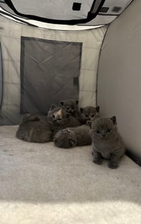 Clique Cattery - British Shorthair Cat Breeder - Kalkallo, VIC