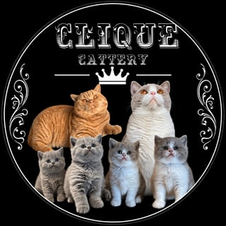 Clique Cattery - Pedigree British Shorthair Breeder 