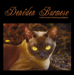Deneden - Burmese Cat Breeders Aust, Queensland - Sunshine Coast