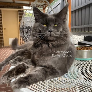 SILVERPAWZ MAINE COONS - Maine Coon Cat Breeder - Boronia, VIC