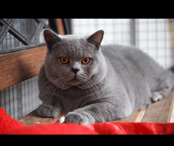 Foxwood-British Shorthair Breeder - East Gippsland, VIC