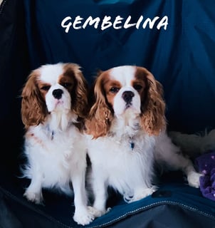 Gembelina - Cavalier King Charles Spaniel - Cranbourne, VIC