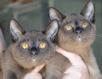 Brampets Burmese - Burmese Breeder - Beaudesert  Queensland