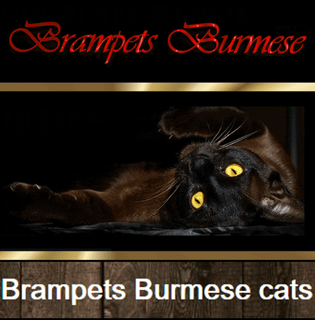 Brampets Burmese - Burmese Breeder - Beaudesert  Queensland