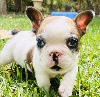 Lucky FatMike  French Bulldog Breeder - Gold Coast, QLD