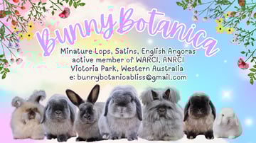 BunnyBotanica Rabbitry - Mini Lops, Satins, English Angoras