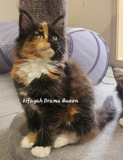 KIFAYAH MAINE COONS - Melbourne, VIC