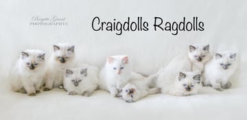 Craigdolls Ragdolls - Pedigree Ragdoll Breeder - Katoomba NSW