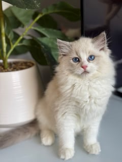 Kdolls Ragdolls - Breeding for a purpose with love