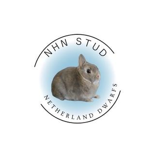 NHN Stud - Netherland Dwarfs - Sydney, NSW