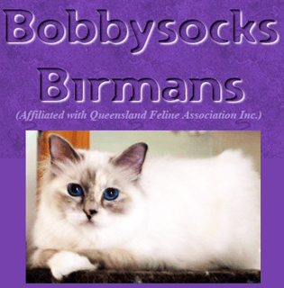 Bobbysocks Birmans - Birman Breeder - Brisbane, Queensland