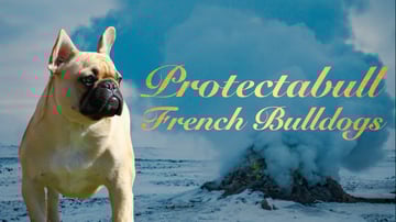Protectabull French Bulldogs - North Brisbane, QLD