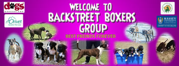 Backstreet Boxers - Boxer Breeder - Cairns, QLD