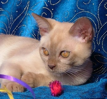 Aztec Burmese - Burmese & Tonkinese Breeder - Sunshine Coast, Queensland