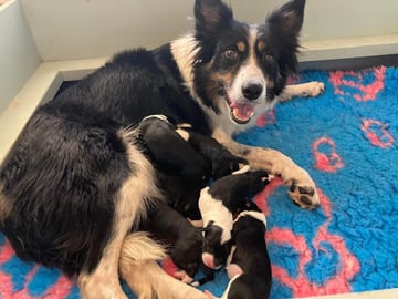 Dunwurkn Border Collies