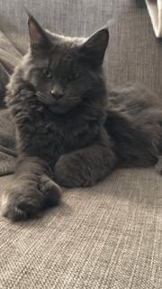 KeevaKatze - Maine Coon Cat Breeder, Western Australia