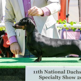 Daldach Standard Smooth Haired Dachshunds