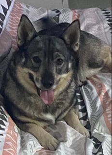 JVals Swedish Vallhunds