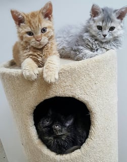 Selkirk Rex - Curly Cats Cooma NSW