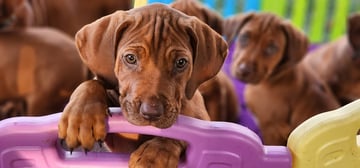 Lionslea Rhodesian Ridgebacks