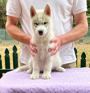 Siberian Husky Breeder