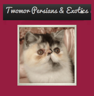 Twomor Persian & Exotic Cat Breeder, QLD