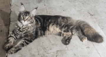 Mondo Maine Coons (European Lineage)