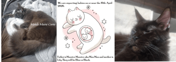 Mondo Maine Coons (European Lineage) KITTENS expected 19th April 2026