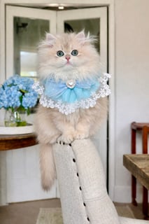 Wroxton Ragdolls & Golden British Longhair Angaston, SA